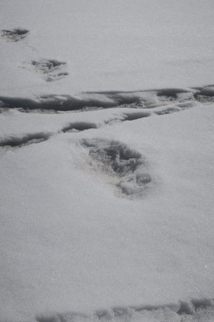 yeti, footprints, nepal