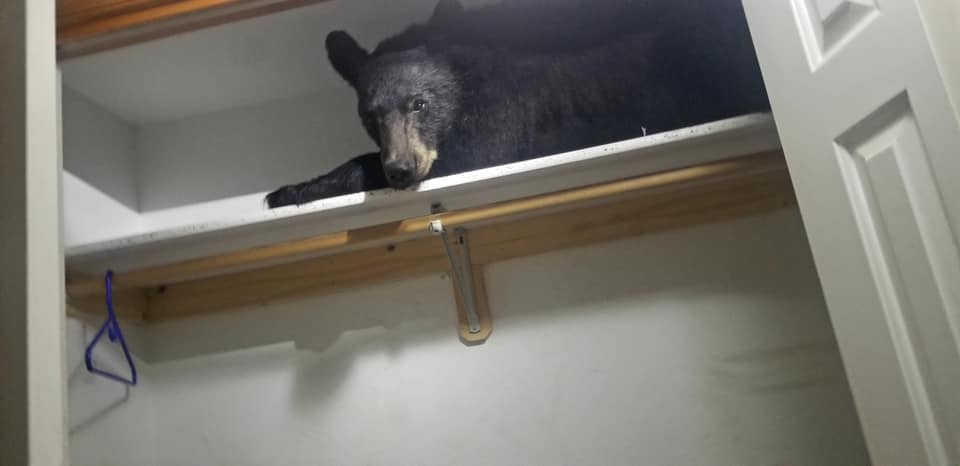 bear, nap