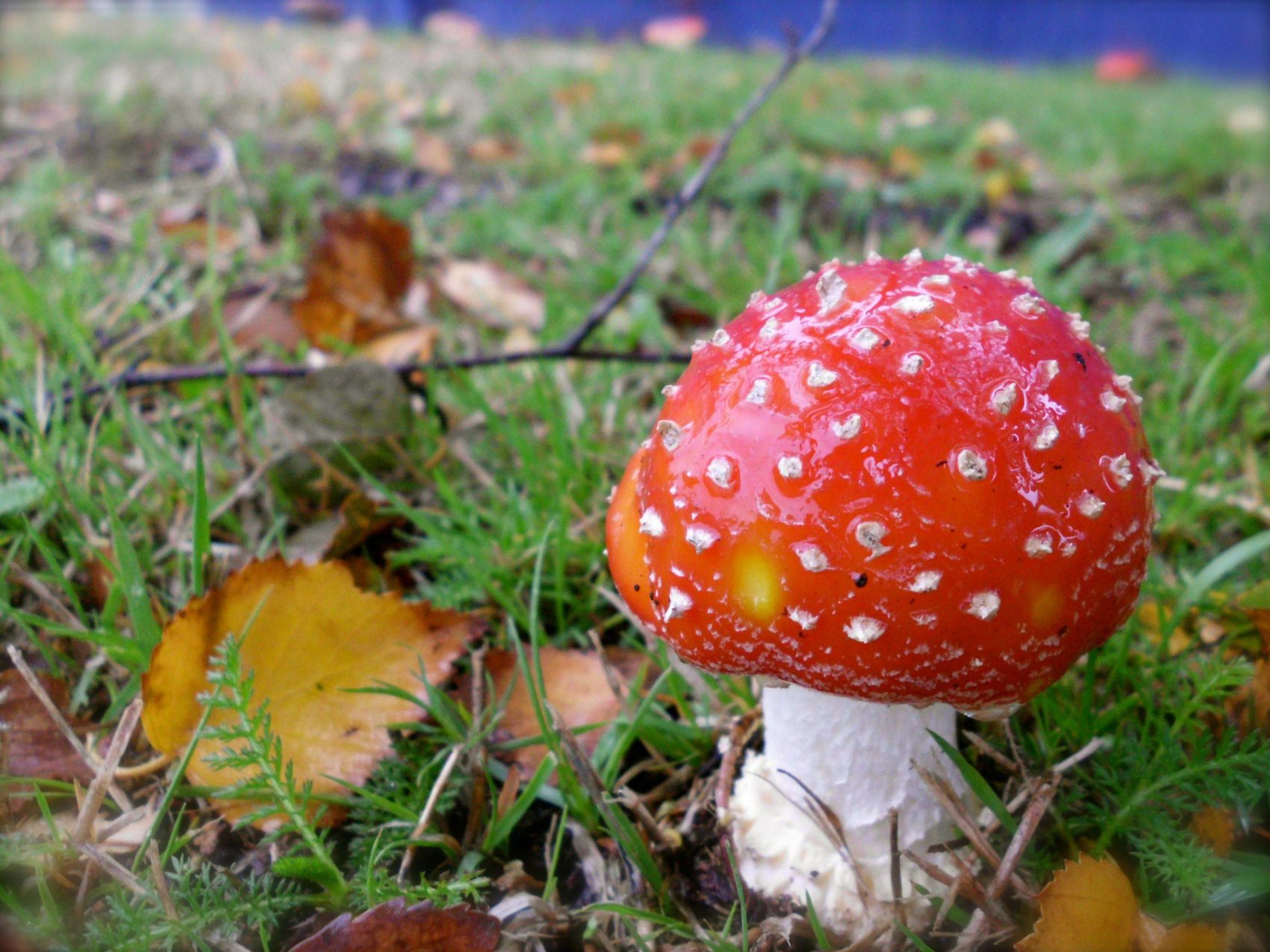 10 Ways That Mushrooms Can Help Save The World Snowbrains