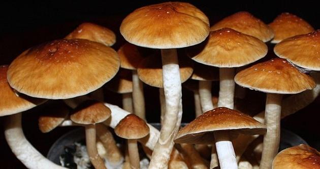 Psilocybe Cubensis 