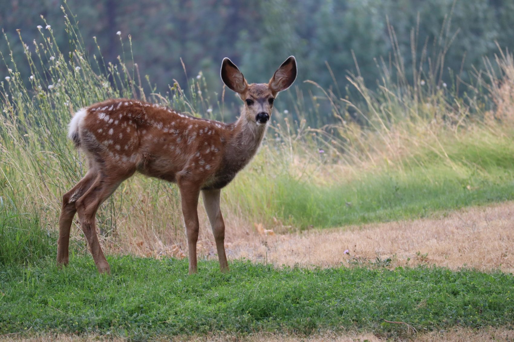 deer, attacked, killed, Colorado