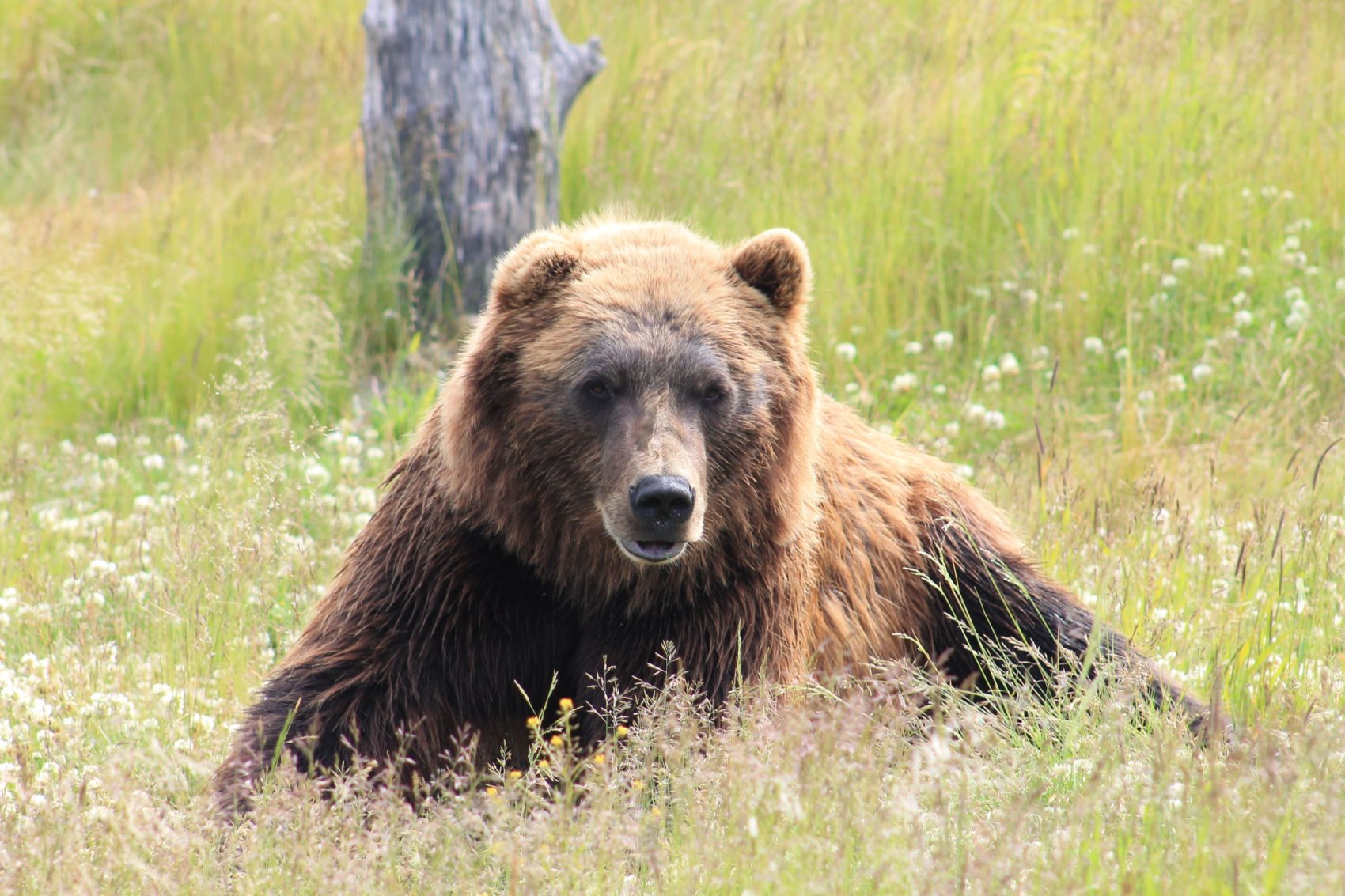 brown bear, bear, Russia, 