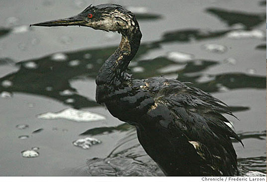 oil spill bird 