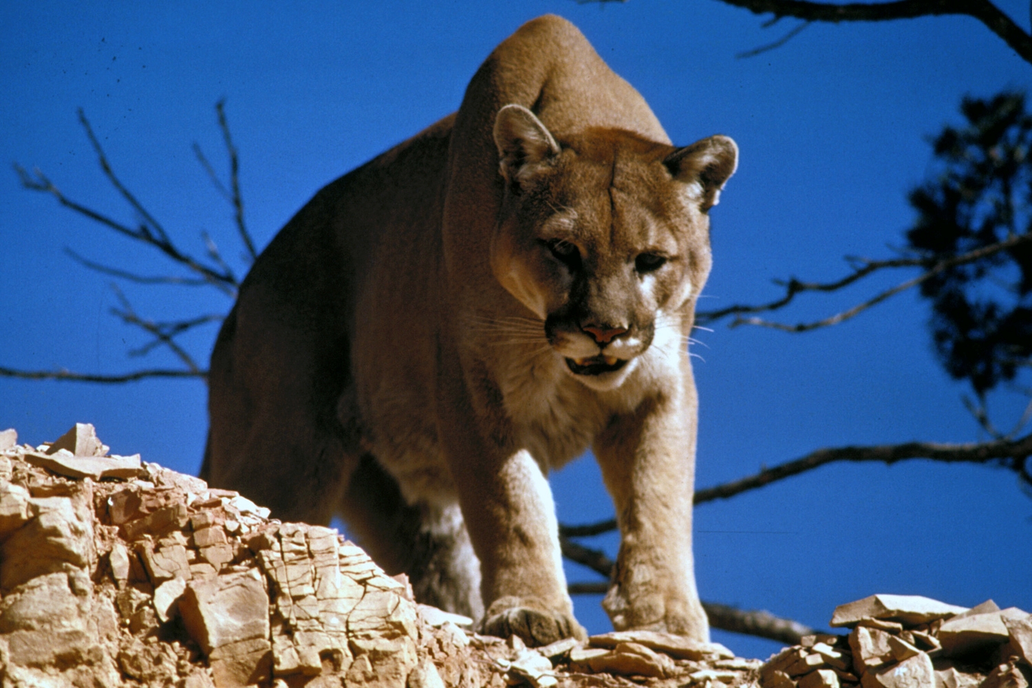 mountain lion