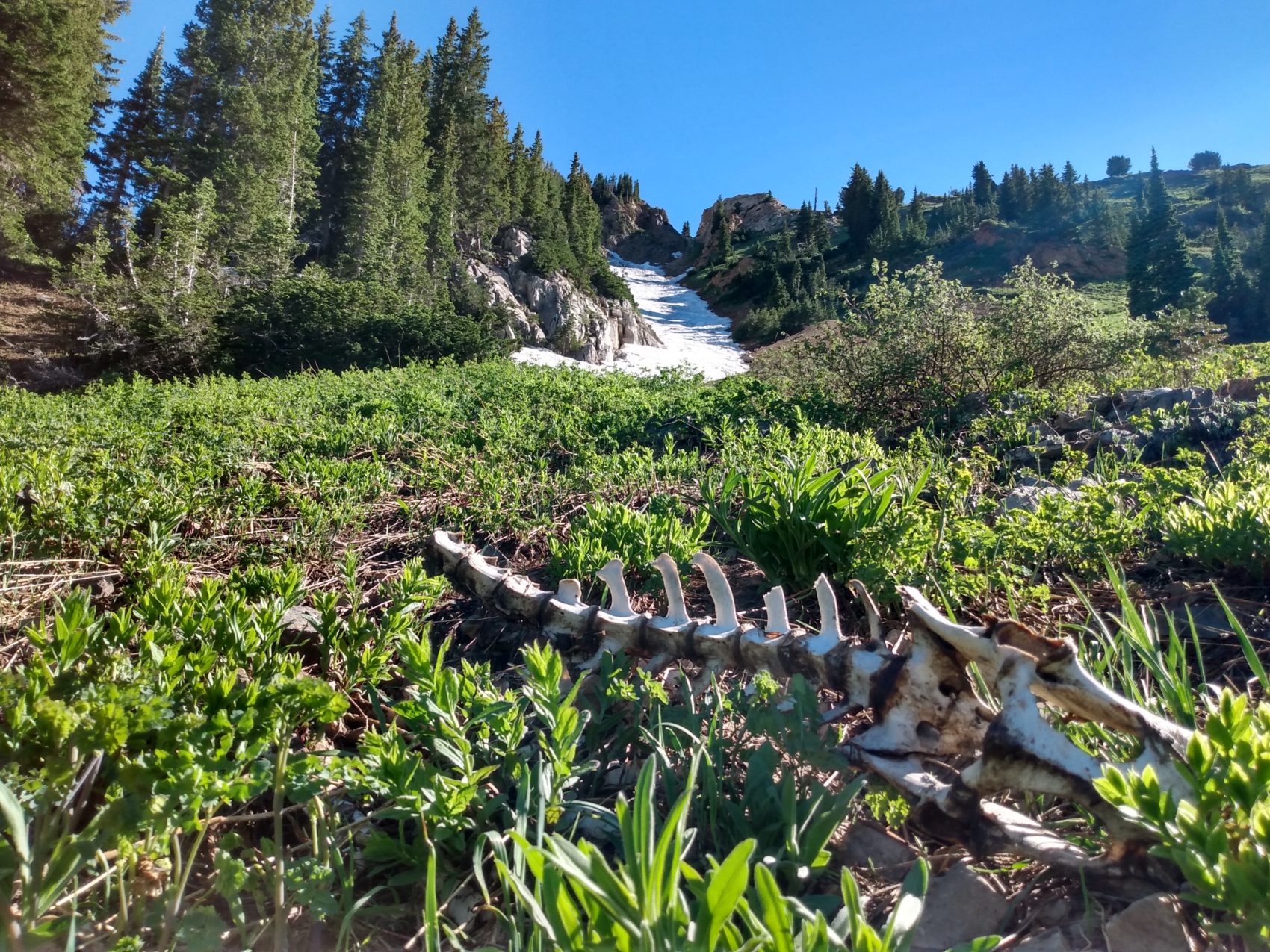 alta ski area 