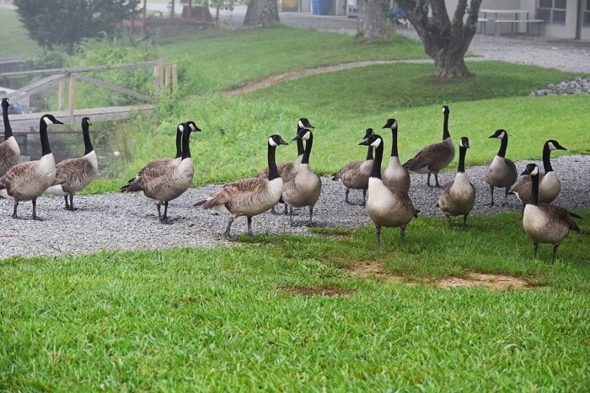 geese, culled, Denver, colorado