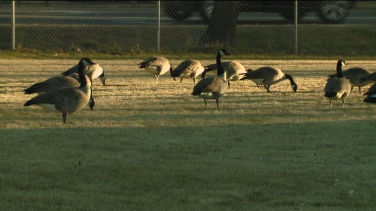 geese, Denver, culled