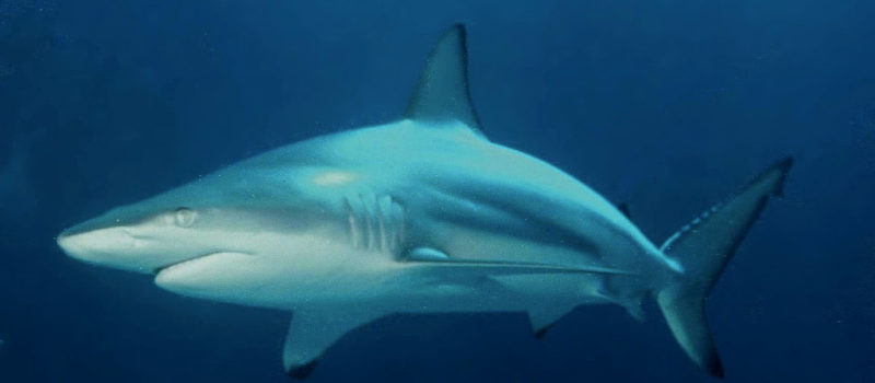 shark, attack, Florida