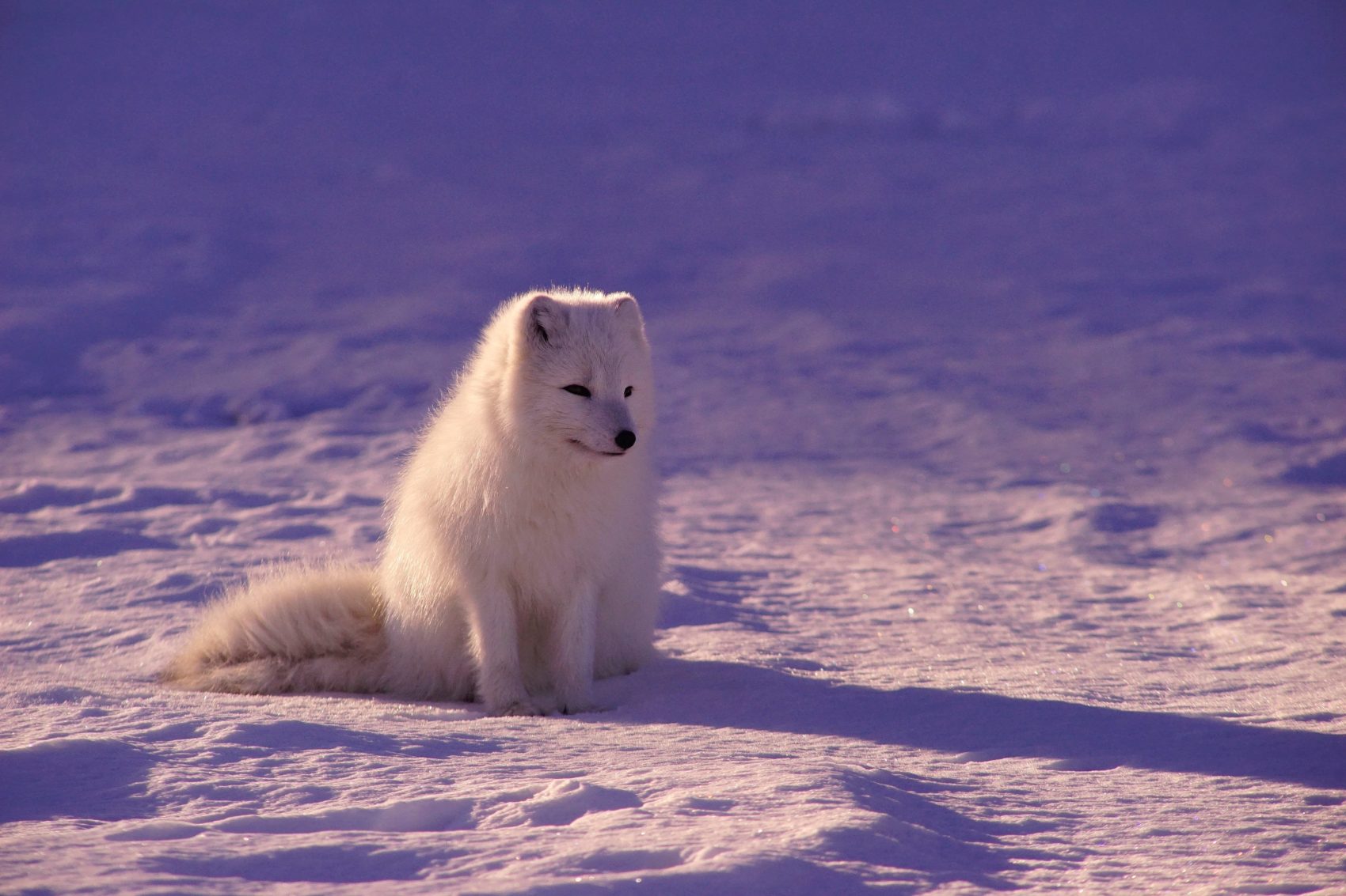 arctic, fox, arctic fox, journey, Canada, Norway, Svalbard