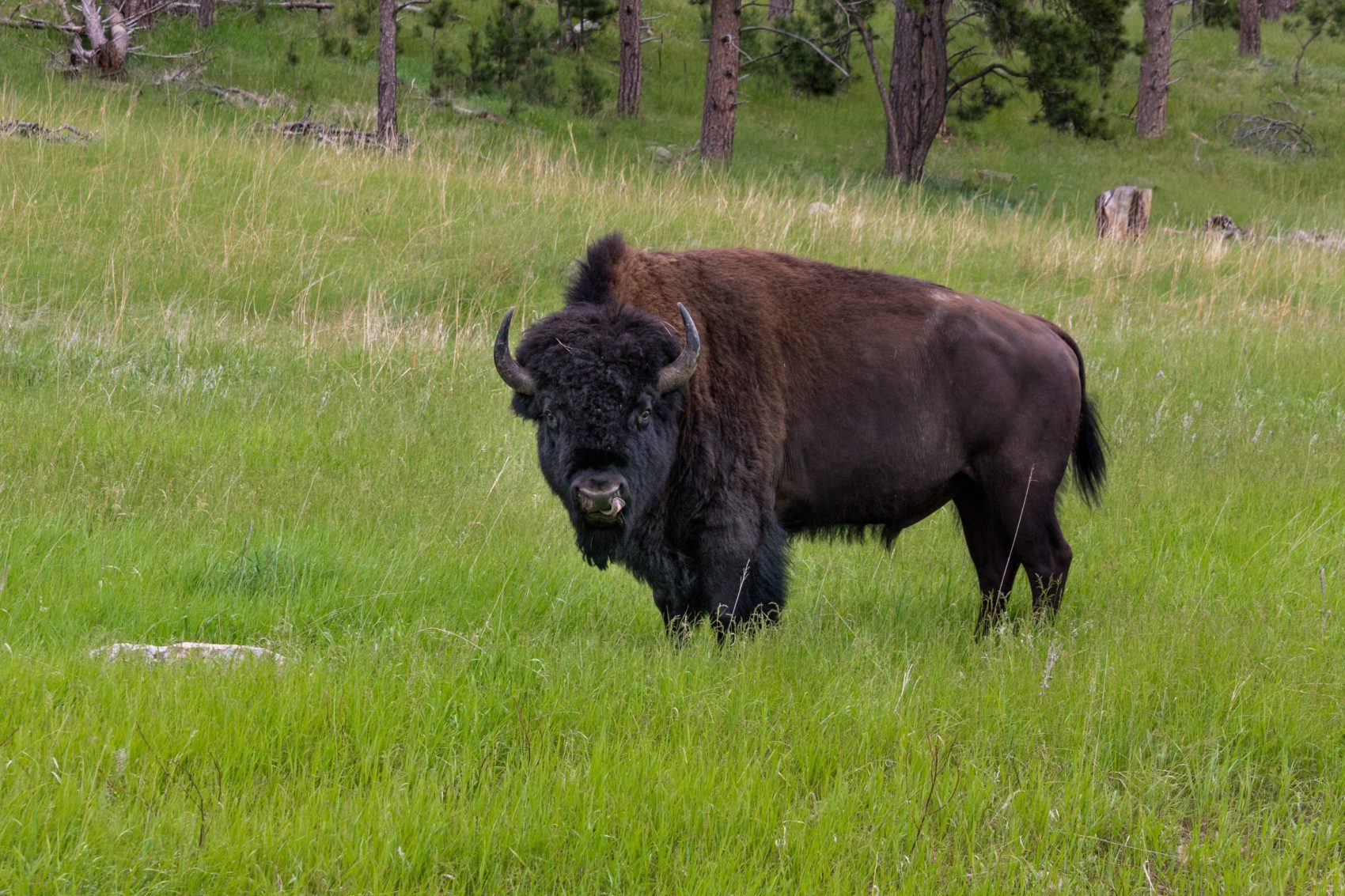 bison, gored, North Dakota,  attacked