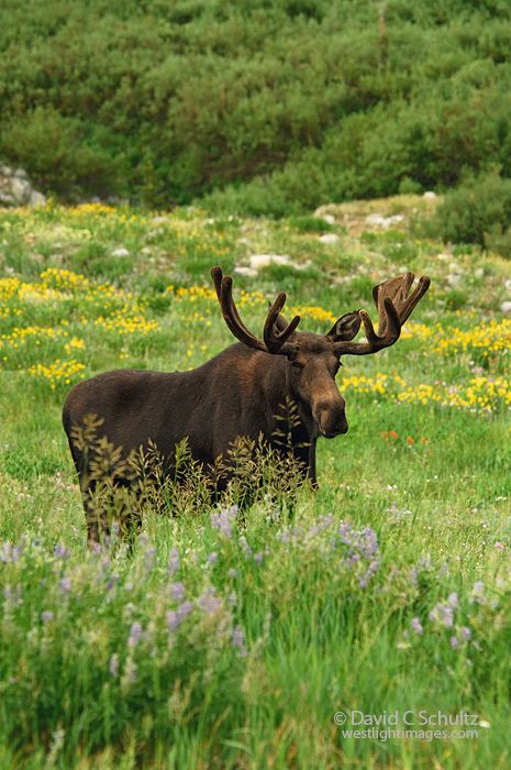 wasatch moose
