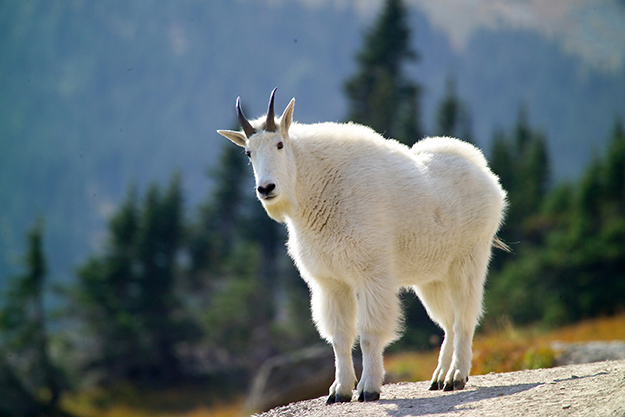 wasatch goat 