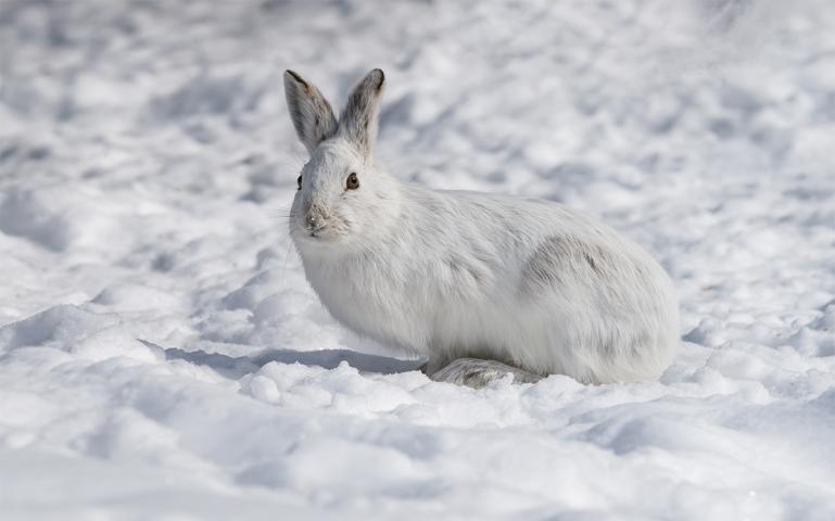 mammals of the wasatch