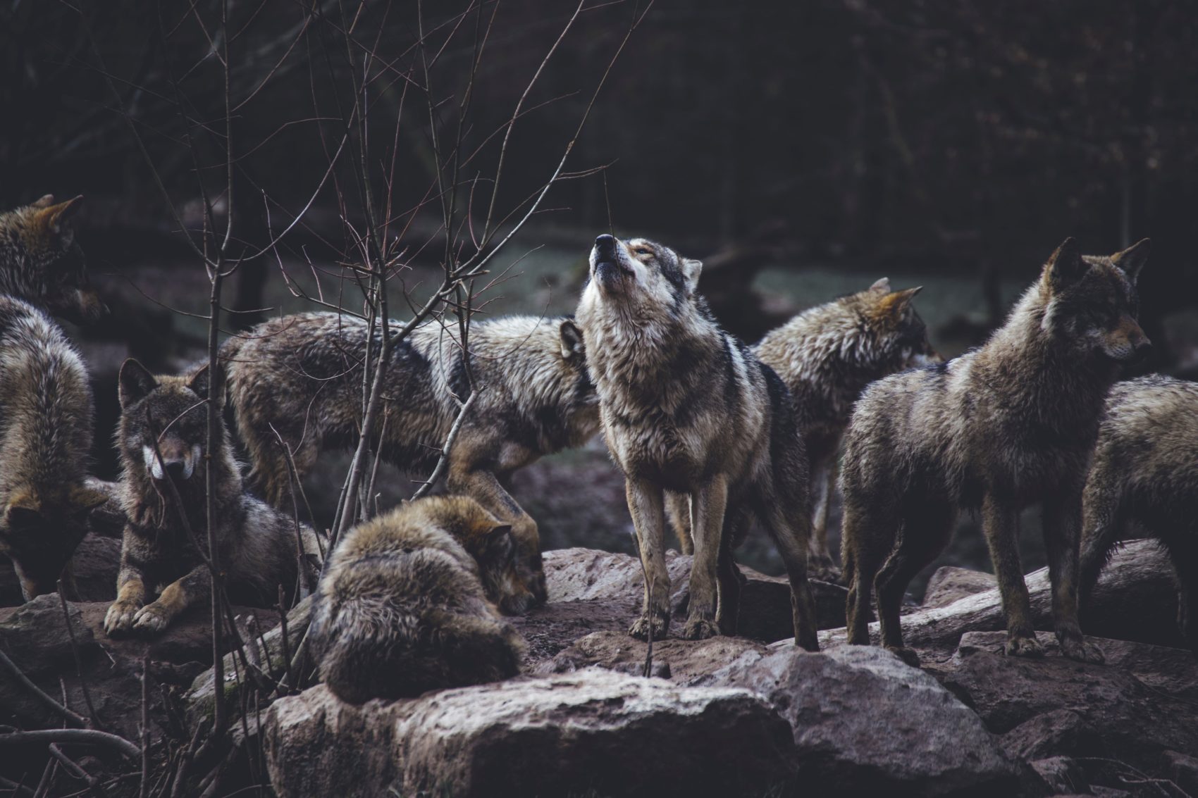 wolf, washington, hunting