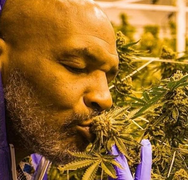 Mike Tyson, marijuana, pot, weed, green, smoke, cannabis