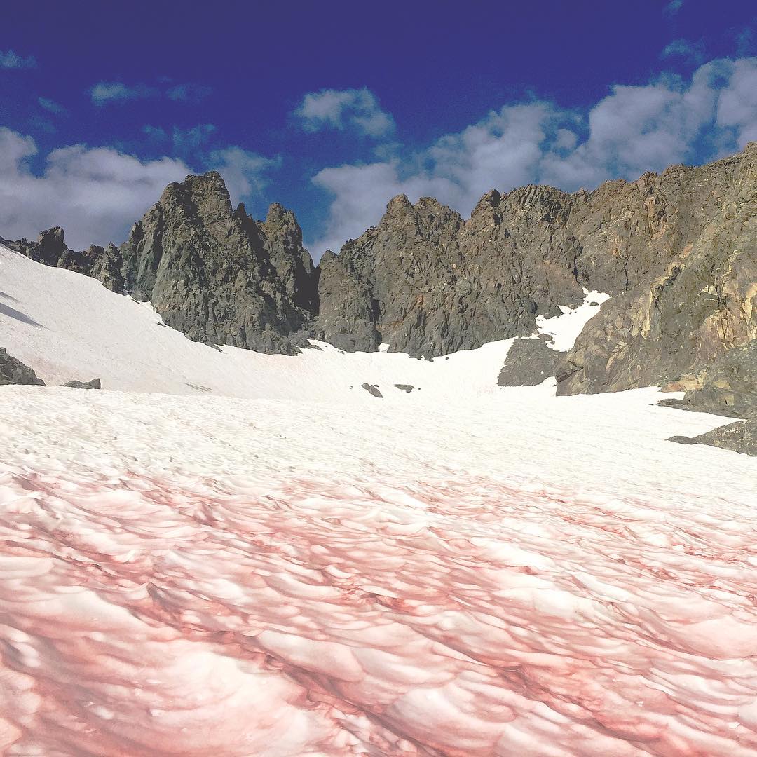blood snow, watermelon snow, red snow, Sierra Nevada, Yosemite, algae