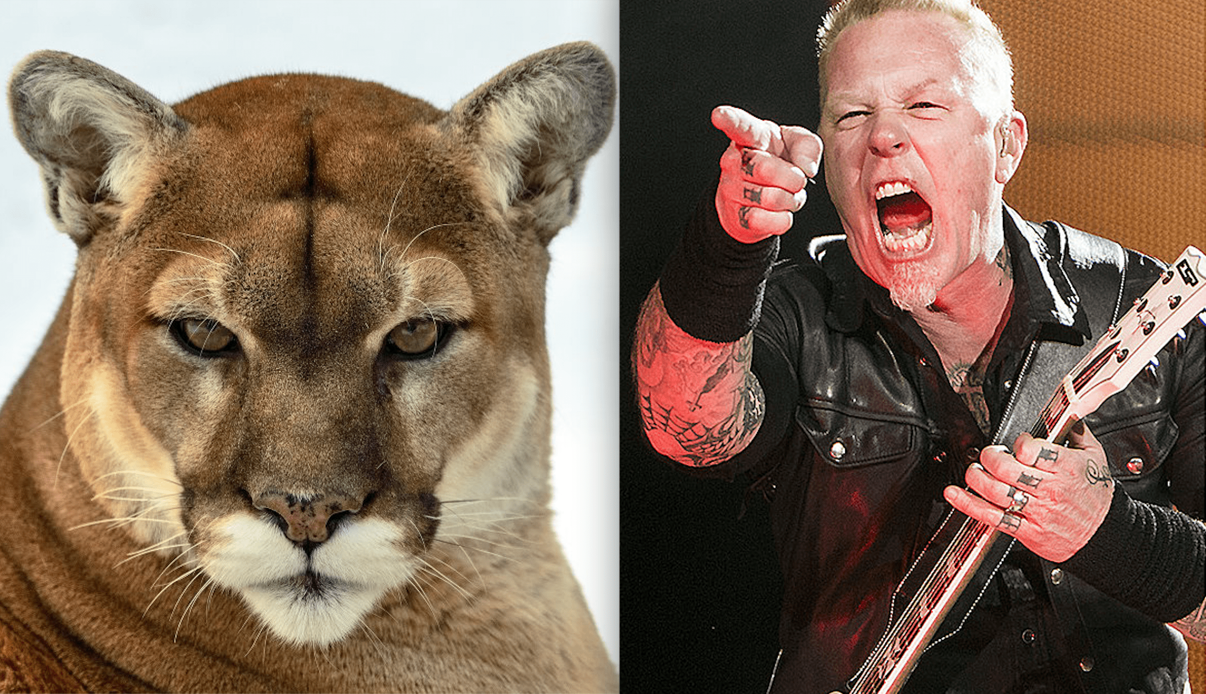 metallica, James Hetfield, cougar, canada