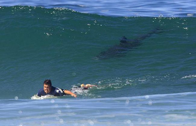 Shark Attack Surfer