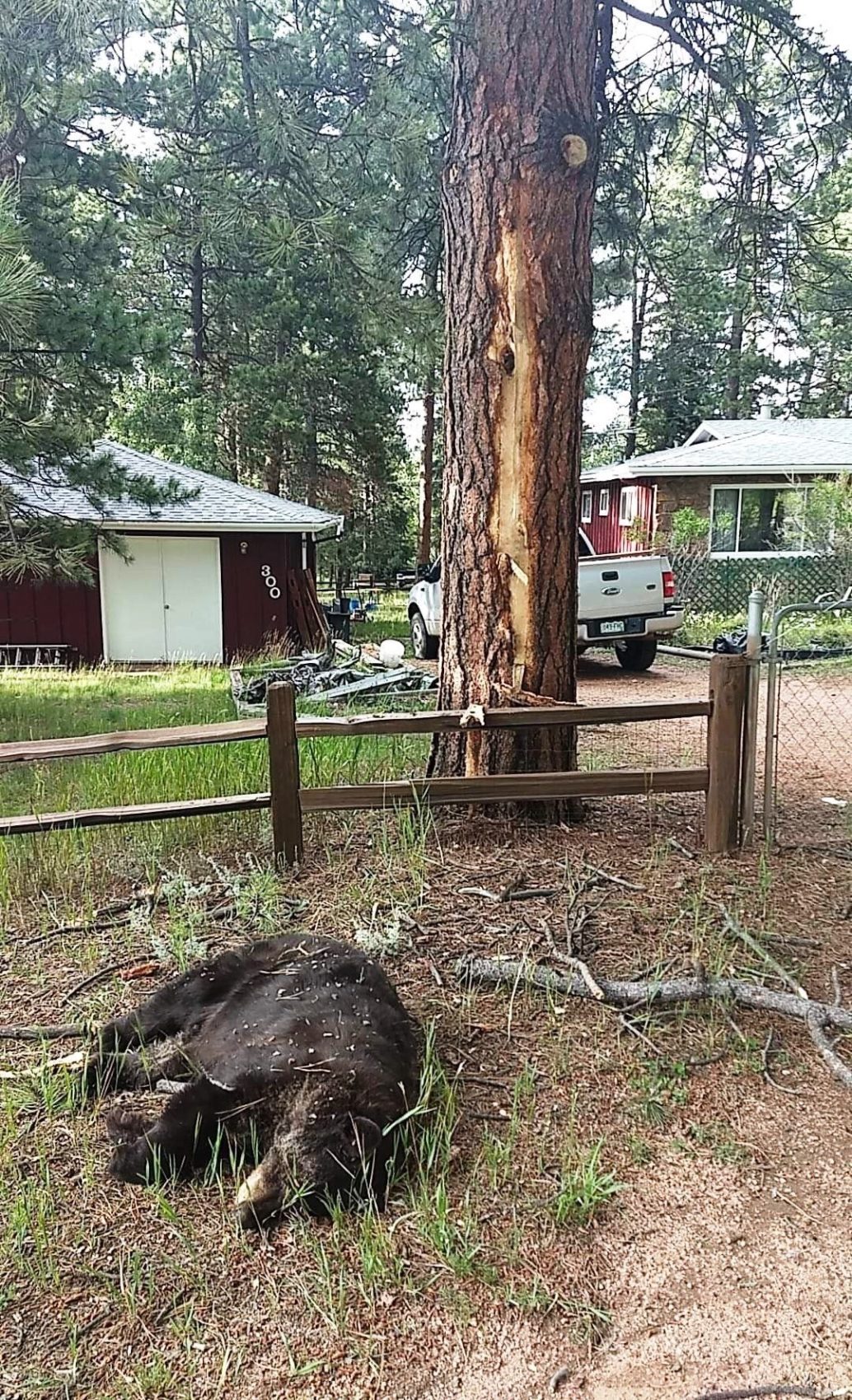 bear, killed, lightning, colorado