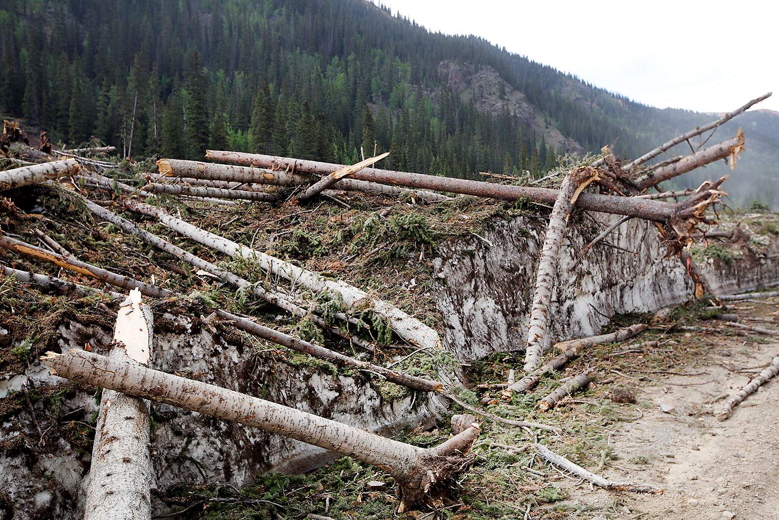 avalanche, trees, debris, free firewood
