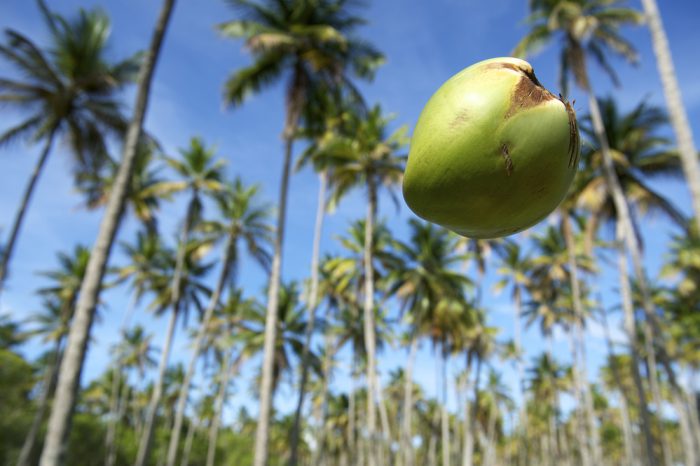 Coconuts are silent killers.
