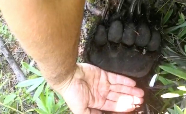 bear, killed, man, russia