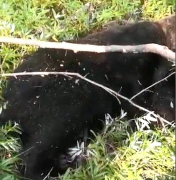 bear, killed, man, russia