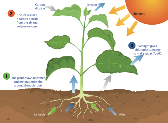 A diagram of photosynthesis