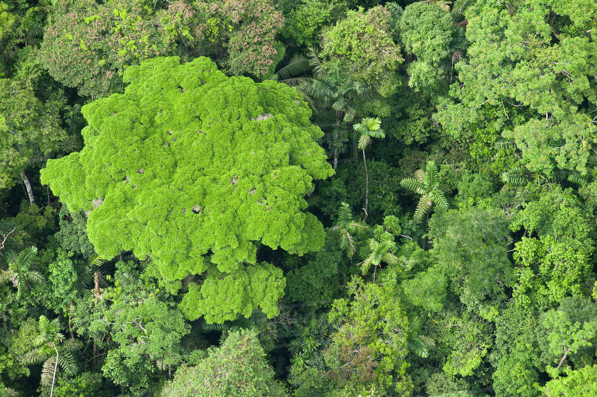 The canopy of the rainforest.