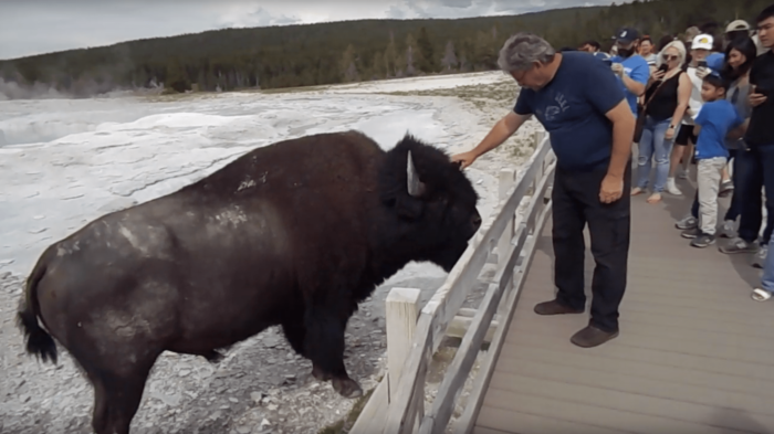 VIDEO: Man Pets Bison in Yellowstone National Park | What Is Wrong with