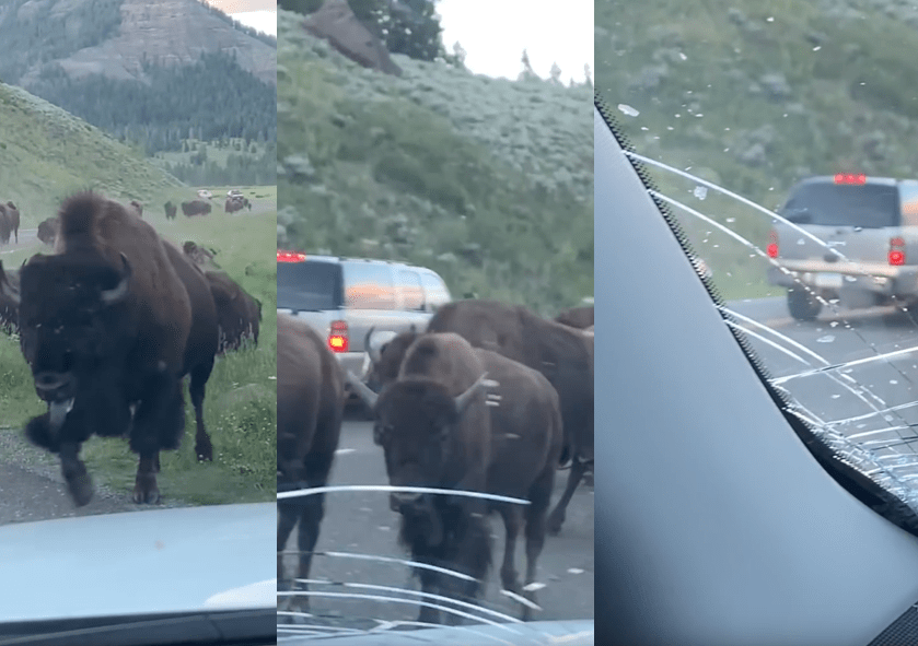 VIDEO: Bison Stampede Smashes Family's Rental Car | Dad Wishes He'd ...