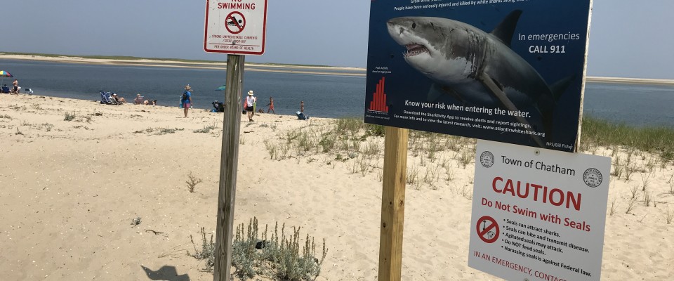 Watch out for sharks 