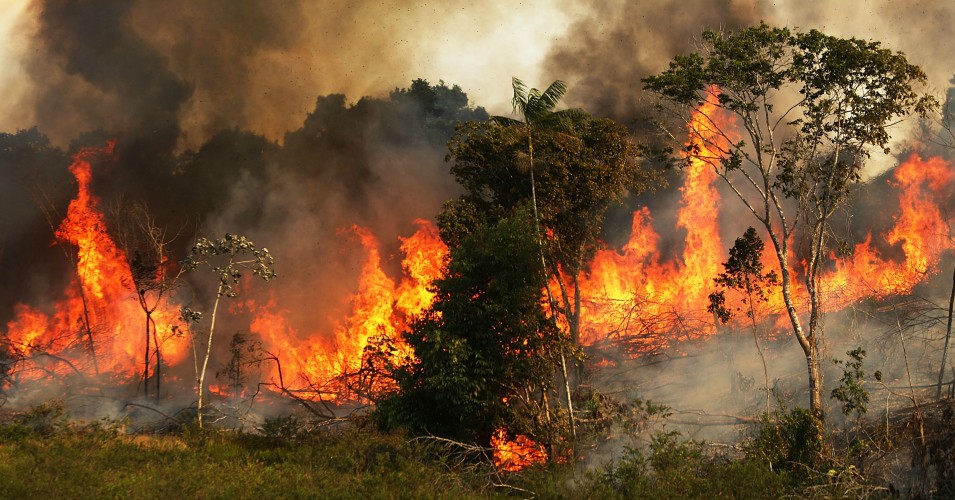 The Amazon rainforest is on fire