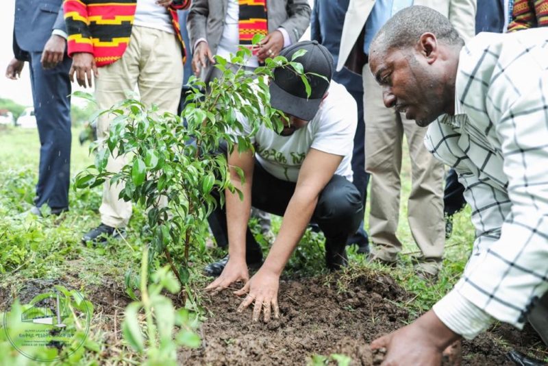 trees, Ethiopia, climate change