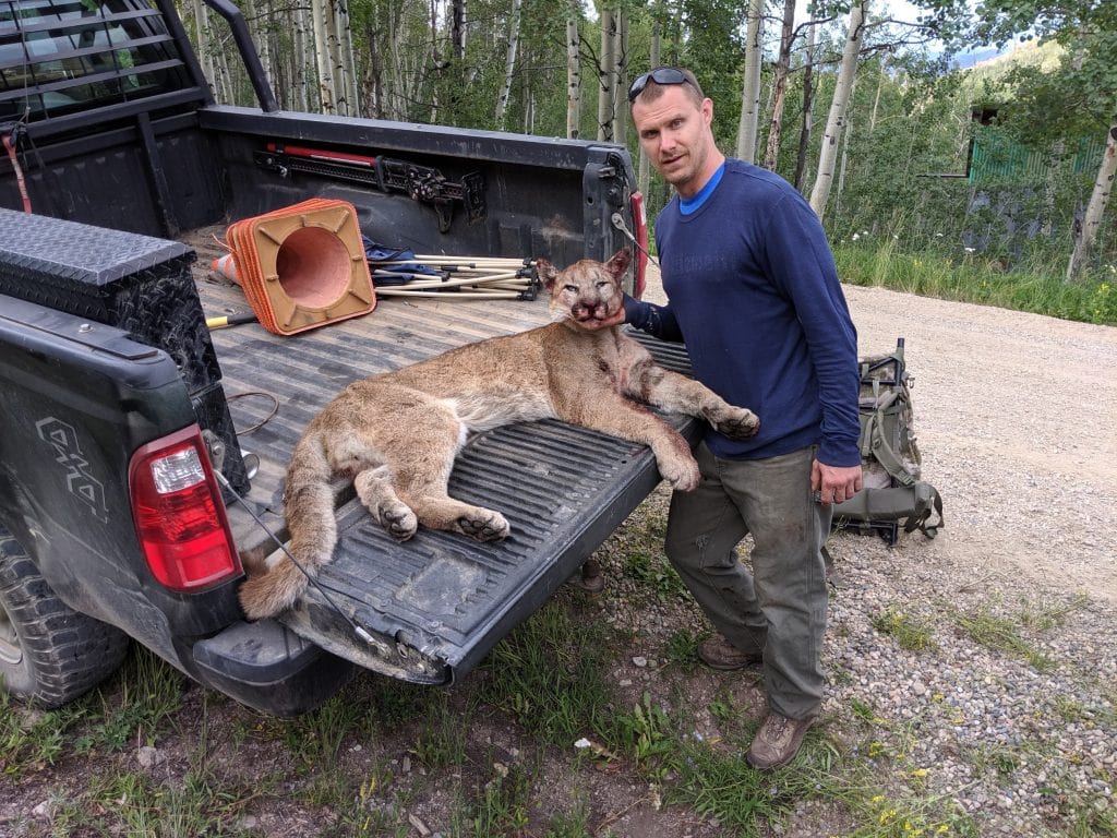 Kremmling, colorado, mountain lion, attack