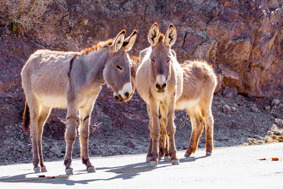 burros, california, shooting, reward, donkeys, dead