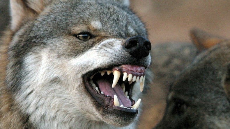 wolf, attack, Banff, canada