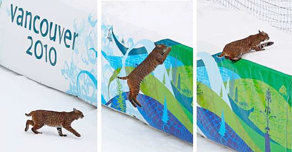 lynx, crosses course, vancouver, whistler, winer olympics