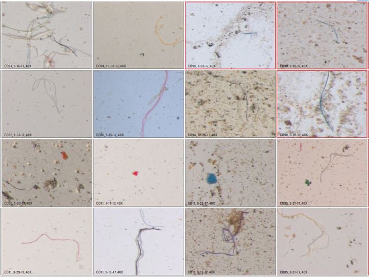 Photomicrographs of plastics collected at the NUANC NTN subnetwork, microplastics