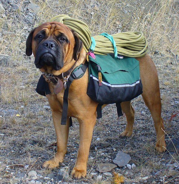 Rock climber pup 