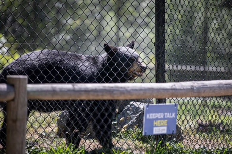 young girl, bitten, bear, zoo