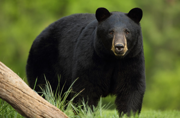 bear, aspen, colorado, attacks