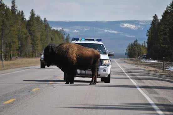 bison, Yellowstone, ac/dc