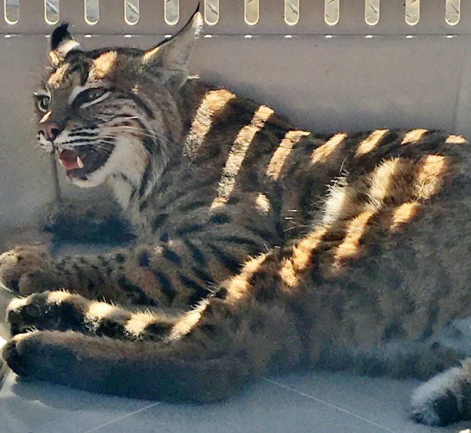 bobcat, colorado