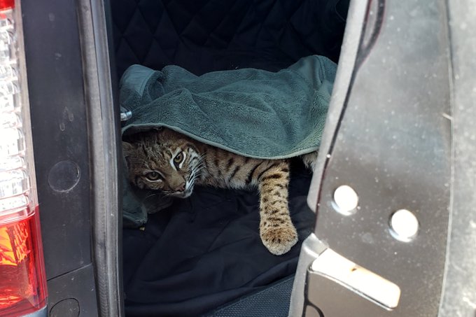 Colorado Springs Woman Risks Herself and Child to "Rescue" Wild Bobcat