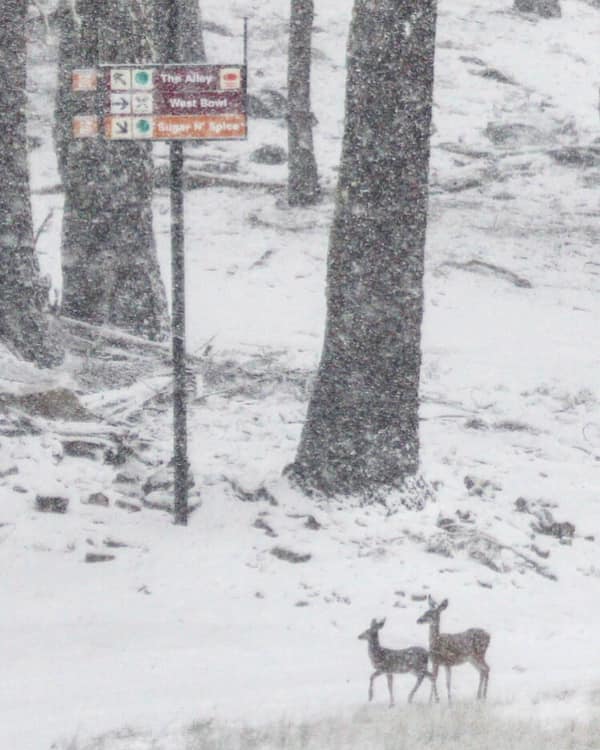 Sierra at tahoe, snow, California, Tahoe