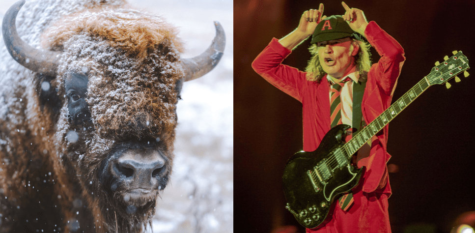 bison, Yellowstone, ac/dc