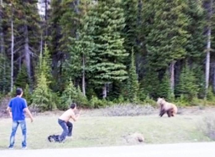 bear, grizzly, mans tries to fight bear, canada