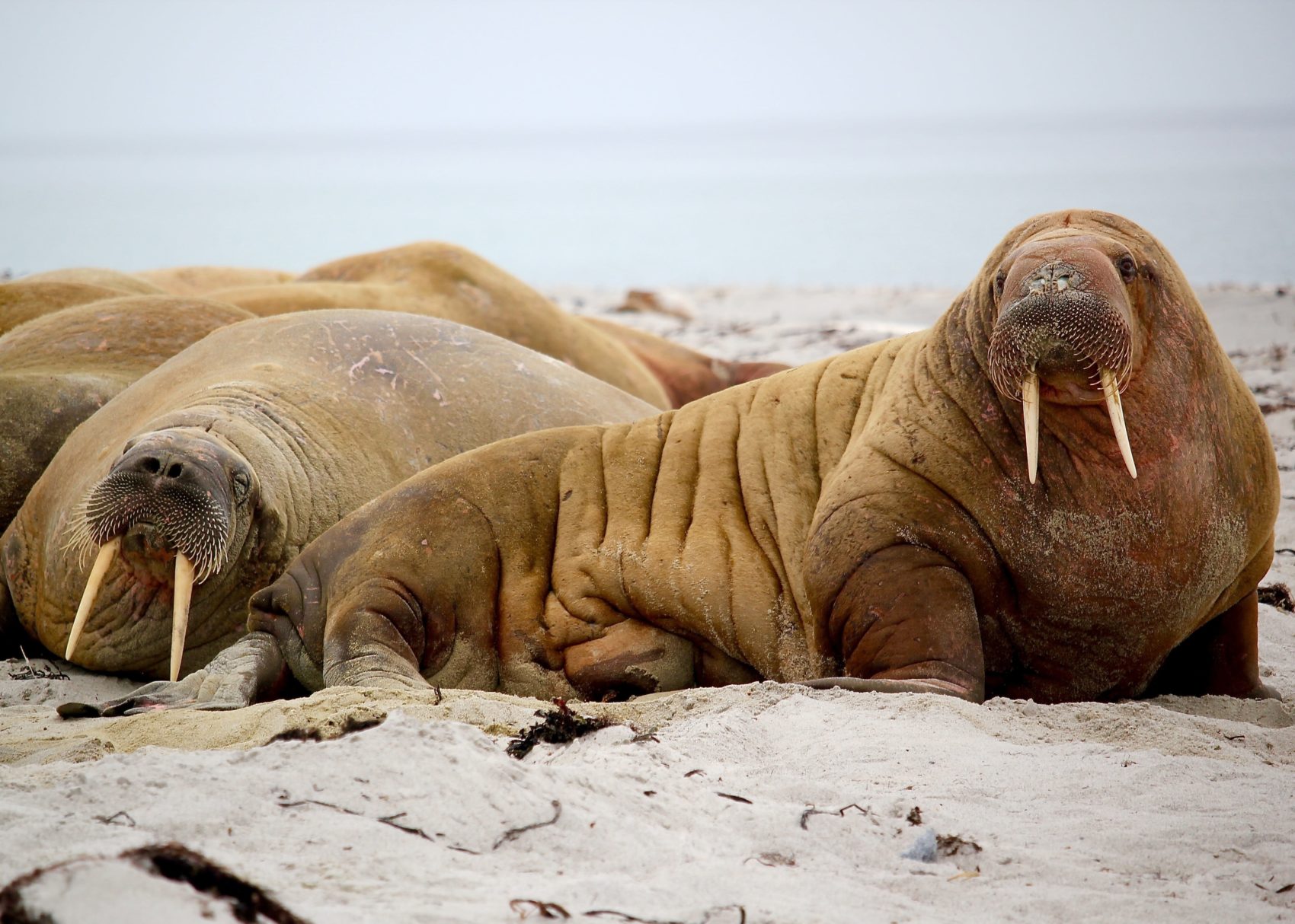 walrus, walrus, sinks, Russian navy