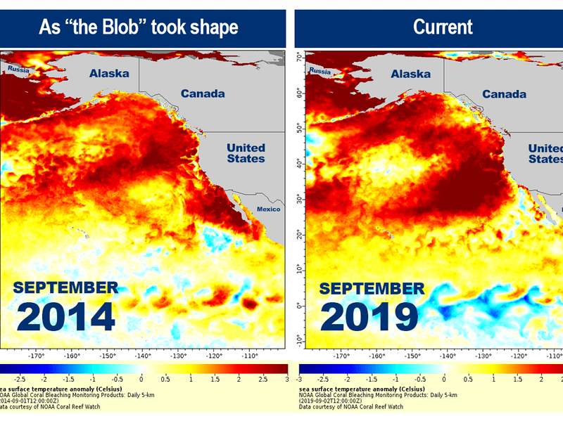 the blob, blob,